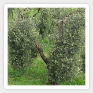 Olive tree Mediterranean Grove Sticker